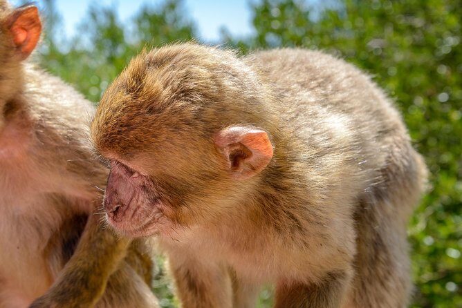 Gibraltar Panoramic Tour 1hrs Plus - What You’ll See and Do