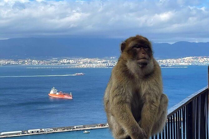 Gibraltar Private Daytrip From Malaga - An In-Depth Look at the Tour Experience