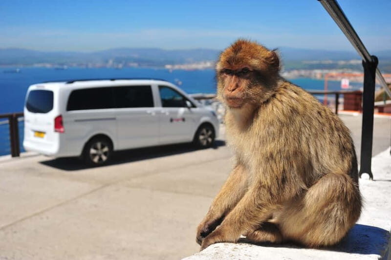 Gibraltar: Private Highlights Tour with Entry Tickets - Key Points