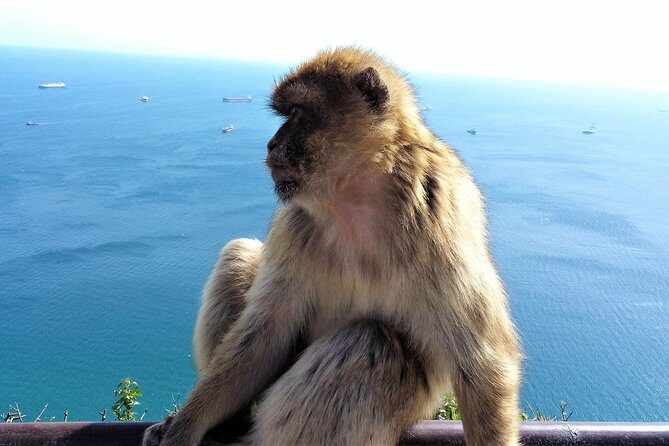 Gibraltar private tour from Marbella or Malaga - Breaking Down the Gibraltar Private Tour