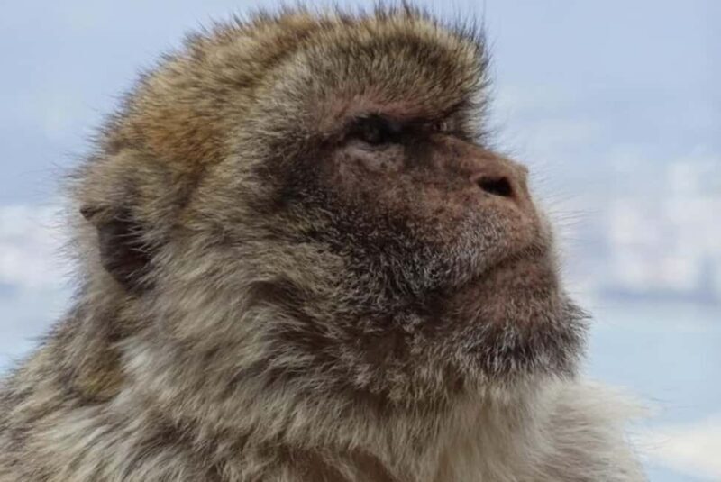 Gibraltar Shore Excursion: The Original Rock & Caves Tour - Key Points