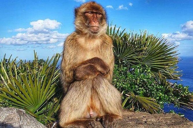 Gibraltar Sightseeing : Classic Rock Tour plus World War 2 Tunnels (Private) - Who Should Consider This Tour?