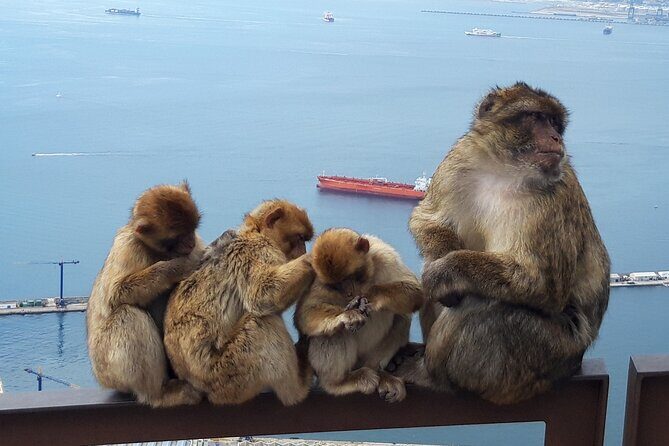 Gibraltar Sightseeing: Classic Rock Tour (Private) - Who Is This Tour Best For?