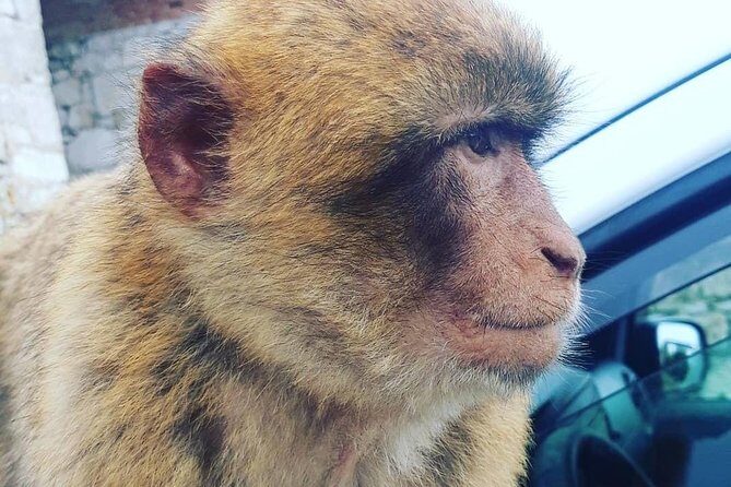 Gibraltar Sightseeing : Extended Rock Tour / Shore Excursion (Private) - FAQ About the Gibraltar Extended Rock Tour