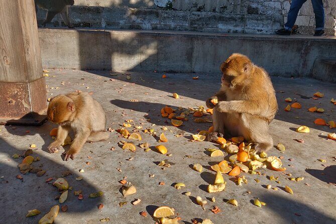 Gibraltar Sightseeing Tour with Monkeys and Panoramic views - The Sum Up: Who Should Consider This Tour?