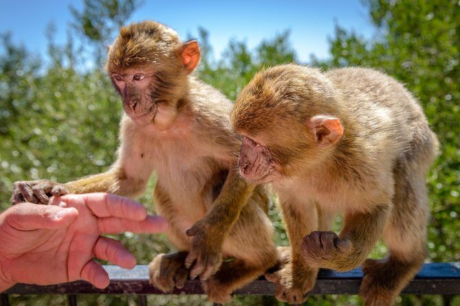 Gibraltar Skywalk & Bridge tour and Much More 3.30hrs - Final Words