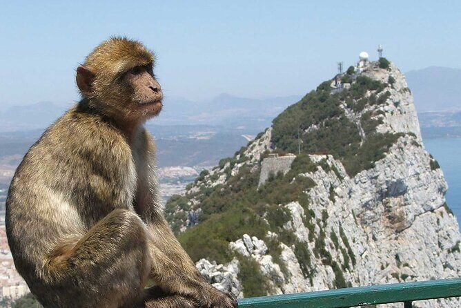 Gibraltar with St Michael Caves Guided Tour from Costa del Sol - The Itinerary in Detail