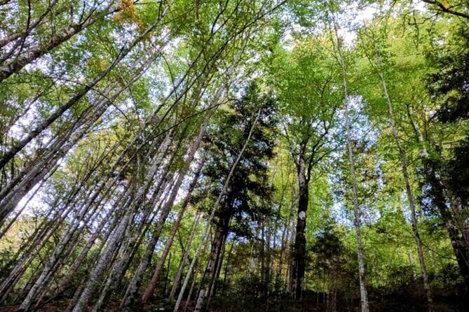 Giessbach Waterfall + CLOY Pier Iseltwald Sightseeing Tour Privat - An In-Depth Look at the Experience