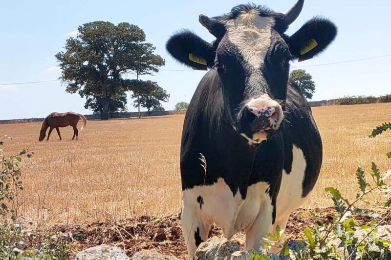 Gioia del Colle: E-Bike Tour & Mozzarella DOP Experience - FAQ