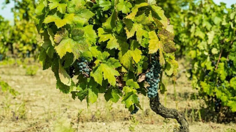 Gioia del Colle: Riding the Land of Primitivo, Wine Tasting - Frequently Asked Questions