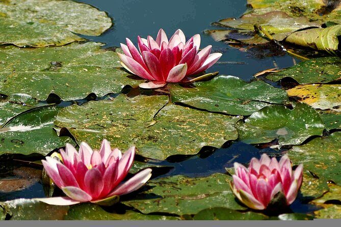 Giverny Half-day Small-group max. 7 people Trip from Paris - Who Is This Tour Best For?