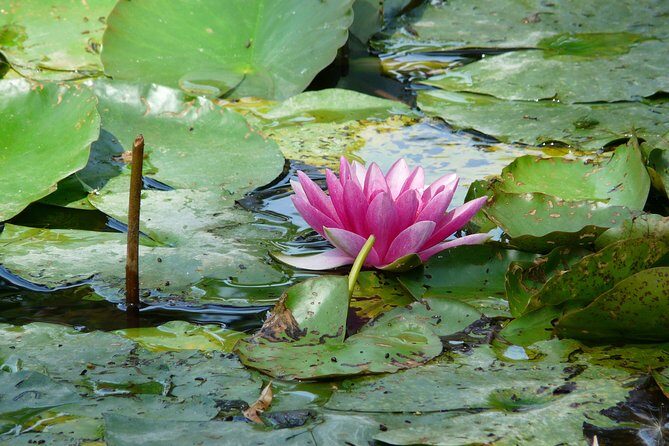 Giverny & Monet's House Audio Guided Half-day Tour from Paris - Final Thoughts
