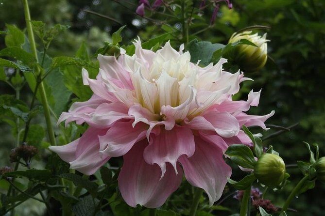 Giverny Monet's House Gardens Small-Group with Hotel* Pickup - The Itinerary: What to Expect