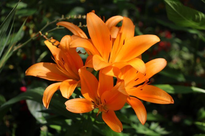 Giverny Private Half-Day Trip including Claude Monet' Gardens & House from Paris - Who Is This Tour Best For?