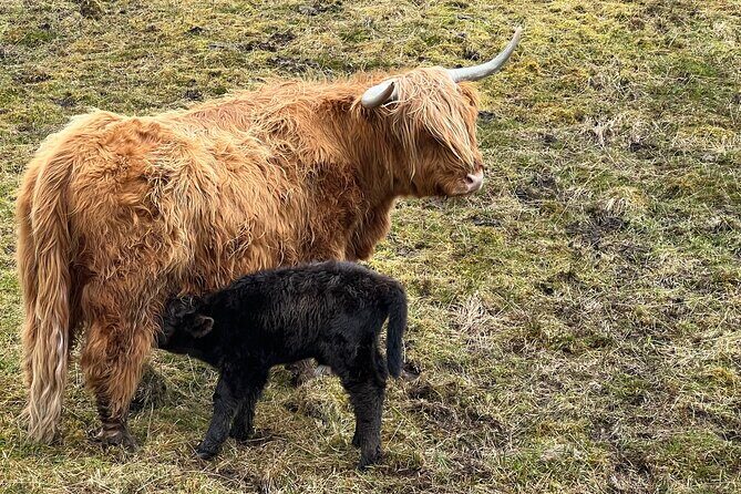 Glasgow Greenock Shore Excursion Highland Lochs, Castles & Glens - An In-Depth Look at the Highland Lochs, Castles & Glens Tour