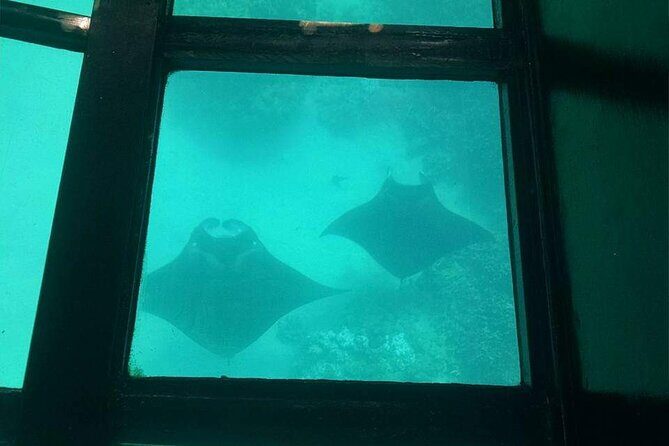 Glass-Bottom Boat Cruise from Waikoloa - Pricing and Value