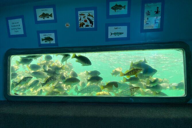 Glass Bottom Boat Ride in Redondo Beach - Key Points