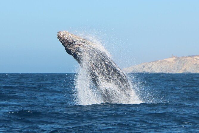 Glass Bottom Boat Sightseeing Tour in Cabo San Lucas - Key Points