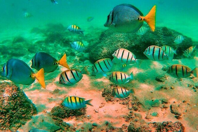 Glass Bottom Boat Sightseeing Tour in Cabo San Lucas - Practical Details & Tips