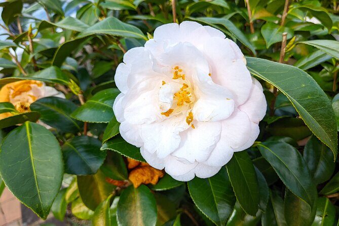 Glass House Mountains, Maleny and Montville Tour from Brisbane - Who Will Love This Tour?