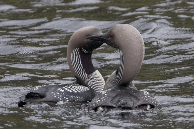 Glenaladale Cruise - Great for wizard spotting! - Key Points