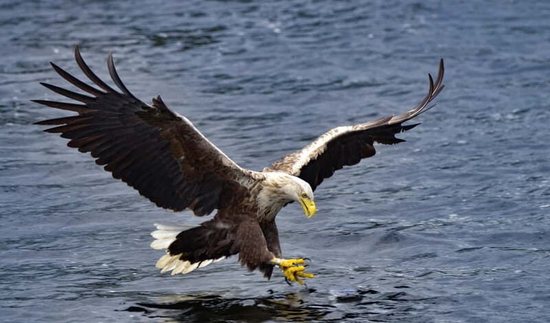 Glenfinnan: Cruise on Loch Shiel Glenfinnan to Gaskan area - What to Expect from the Loch Shiel Cruise
