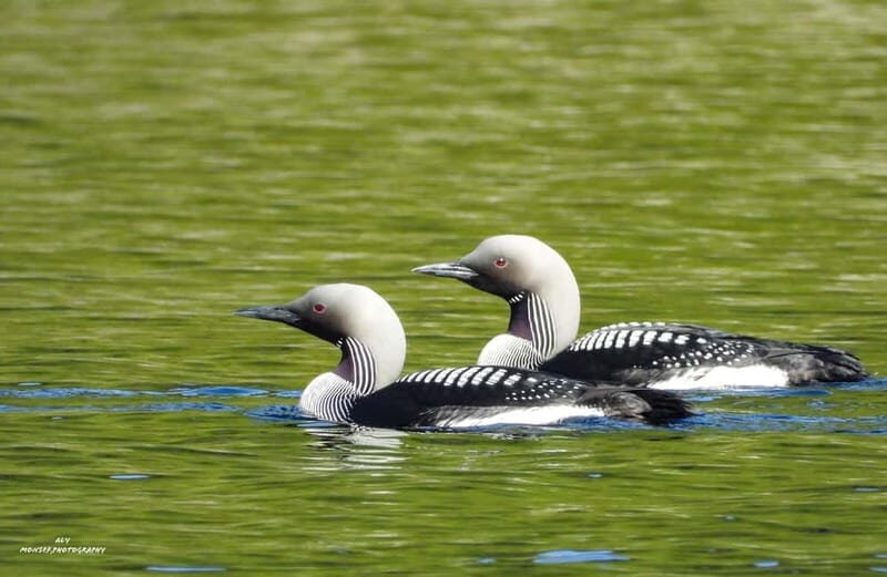 Glenfinnan: Glenaladale cruise, see the train and eagles 2hr - What This Tour Offers