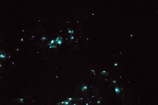 Glow Worm Caves Express Tour in Bay of Islands - Additional Highlights: Waterfalls and Scenery