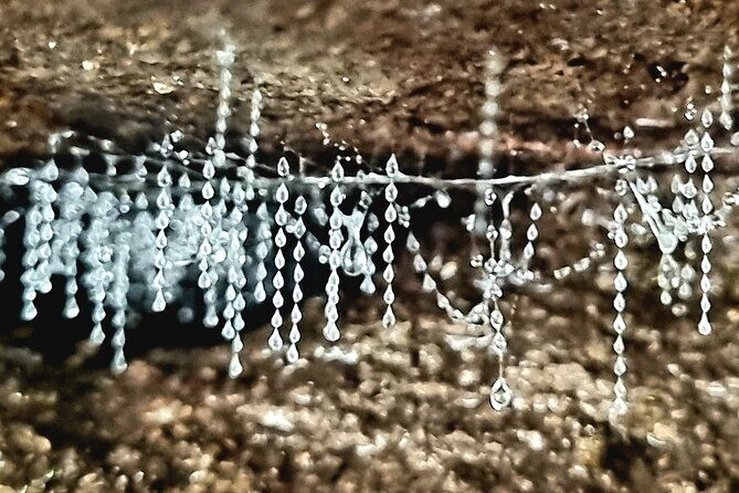 Glow Worms - Nocturnal Rainforest/Waterfall Adventure - The Value for Money