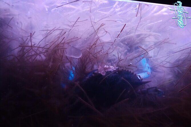 Glowing Kayak Tour Port Aransas - Lighthouse Lakes - What You Can Expect from the Tour