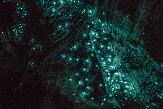 Glowworm Caves & Hamilton Gardens Day Tour from Auckland - What’s the Experience Really Like?