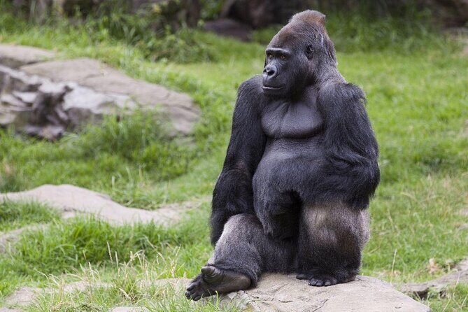 Go City: San Francisco Explorer Pass: Choose 2 to 5 Things To Do - Key Points