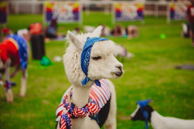 Goat and Alpaca Sound Bath - Gilbert Arizona - What Is the Goat and Alpaca Sound Bath?