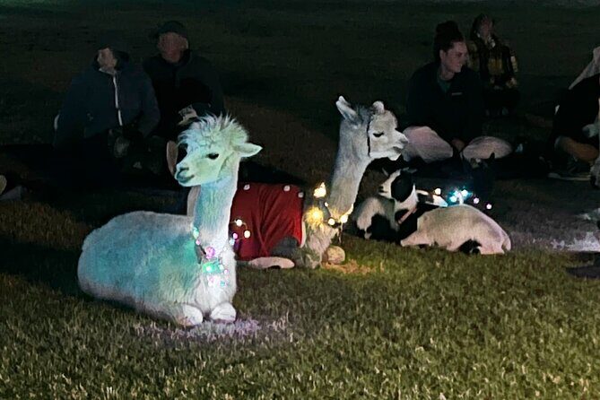 Goat and Alpaca Sound Bath - Gilbert Arizona - Duration, Price, and Booking