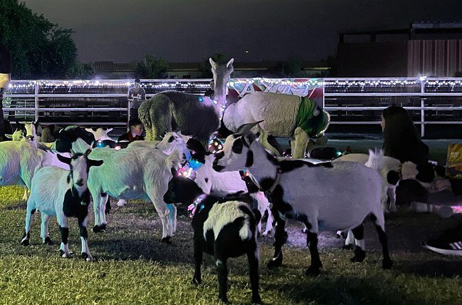Goat and Alpaca Sound Bath - Gilbert Arizona - Who Will Love This?