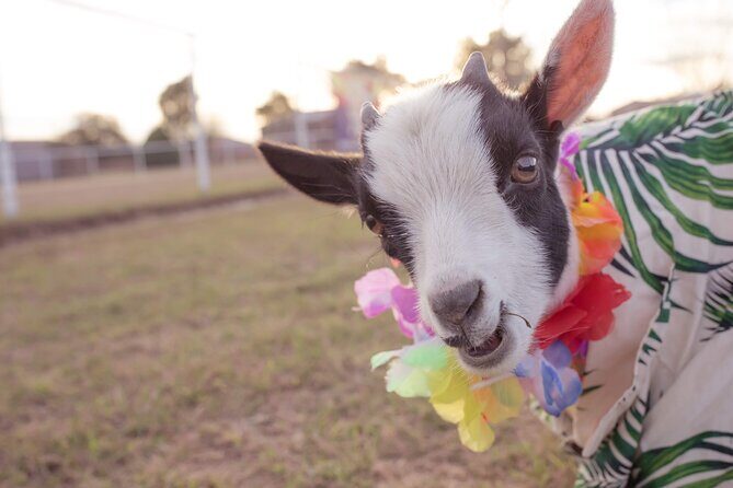 Goat and Alpaca Sound Bath - Gilbert Arizona - Practical Details and Tips