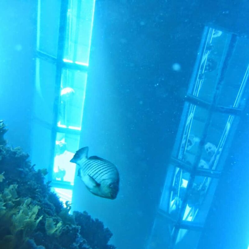 Goat Island: Glass Bottom Boat Tour - The Itinerary in Detail