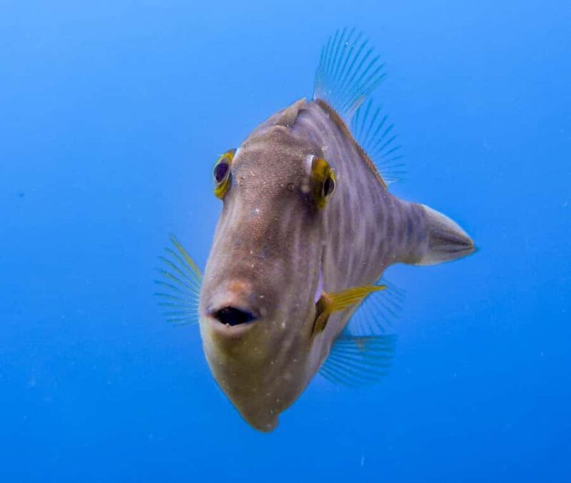 Goat Island Guided Snorkeling Tour for Beginners - Who Will Love This Tour?