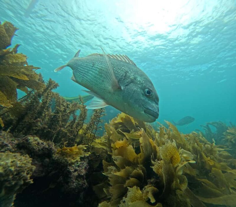 Goat Island Guided Snorkeling Tour for Beginners - The Real Deal From the Reviews