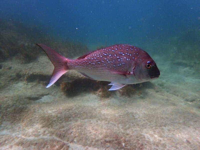 Goat Island Guided Snorkeling Tour for Beginners - Final Thoughts: Is It Worth It?