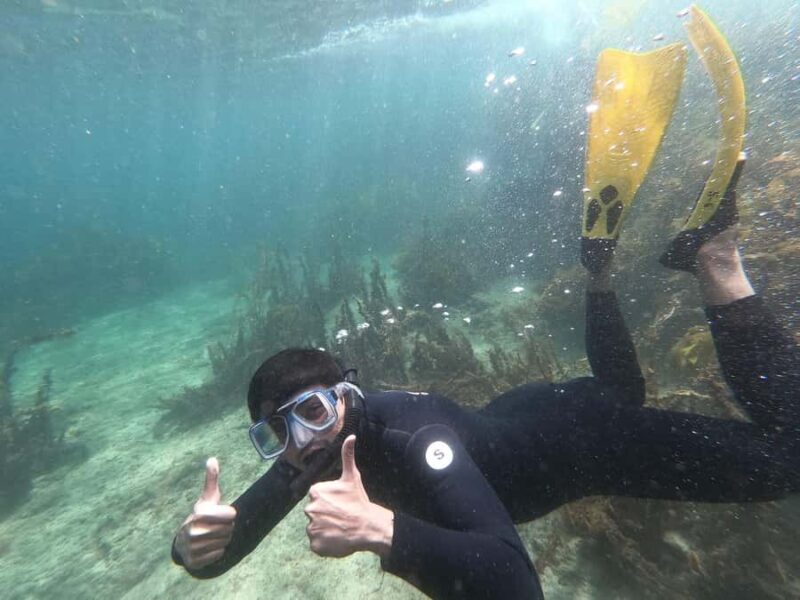 Goat Island Guided Snorkelling Tour For Advanced - Introduction to the Tour Experience