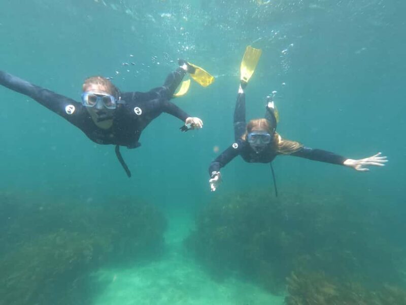 Goat Island Guided Snorkelling Tour For Advanced - The Learning Experience in Detail
