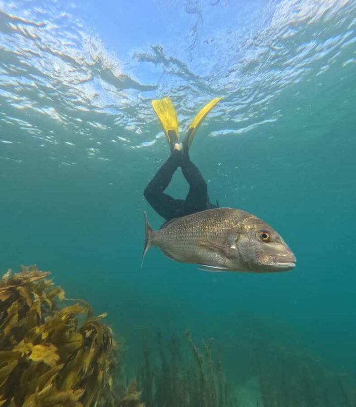 Goat Island Guided Snorkelling Tour For Advanced - The Practicalities