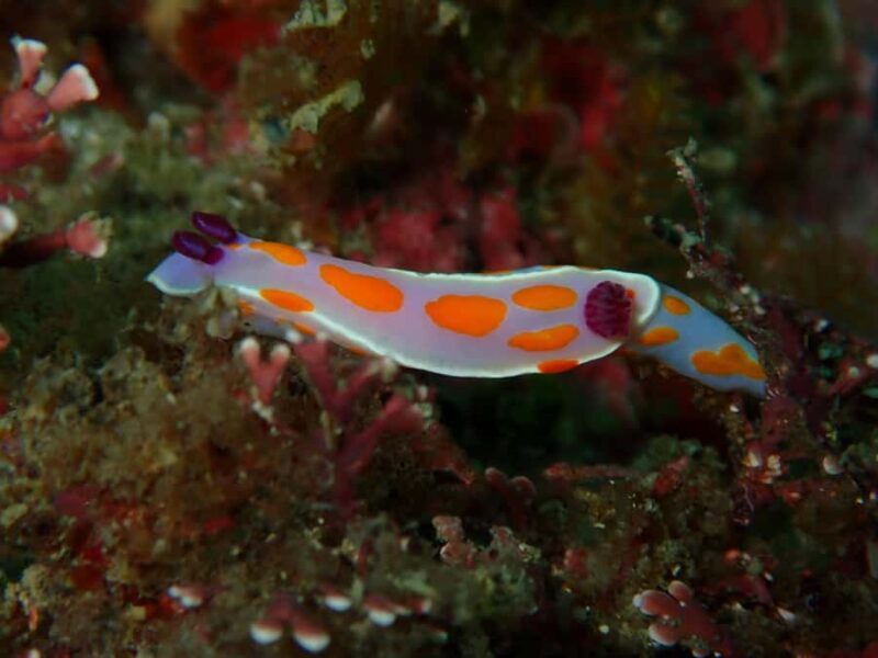 Goat Island Guided Snorkelling Tour For Advanced - Pricing and Value