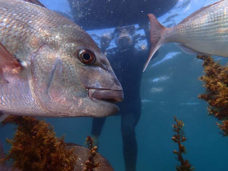 Goat Island Guided Snorkelling Tour For Advanced - Who Should Consider This Tour?