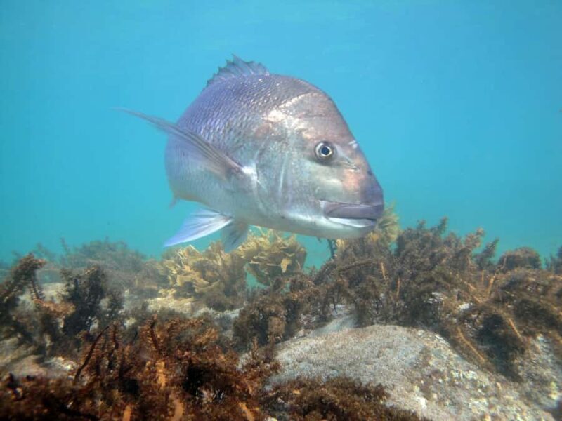 Goat Island Guided Snorkelling Tour For Advanced - FAQs
