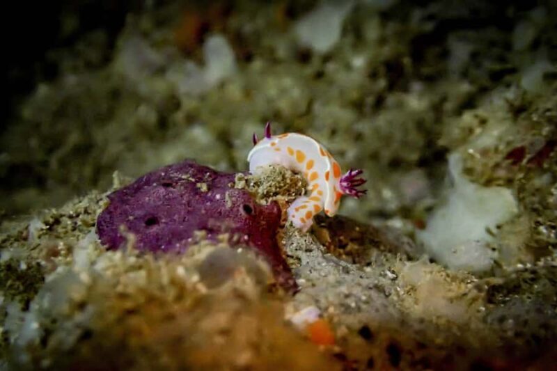 Goat Island Guided Snorkelling Tour For Advanced - Final Thoughts