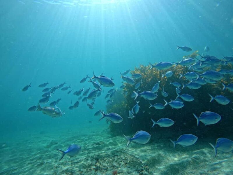 Goat Island Try Scuba Diving Experience - What the Experience Looks Like