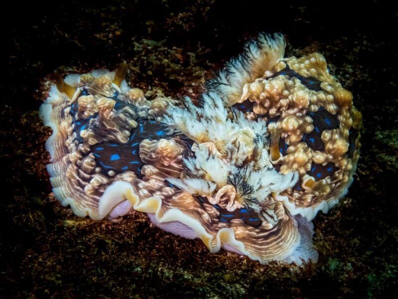 Goat Island Try Scuba Diving Experience - FAQ about the Goat Island Try Scuba Experience