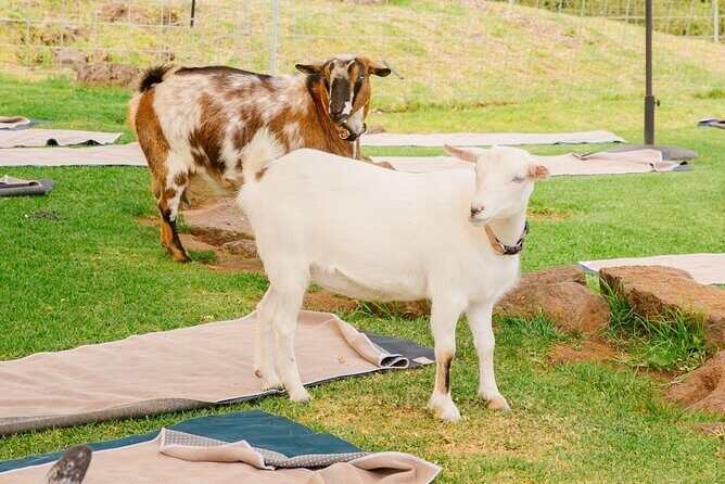 Goat Yoga with Miniature Goats In Maui - The Value of This Experience